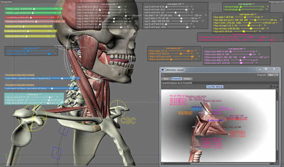 simulation biomécanique du larynx